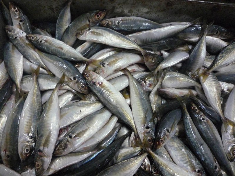 FROZEN  HOURSE MACKEREL 16-18PCS