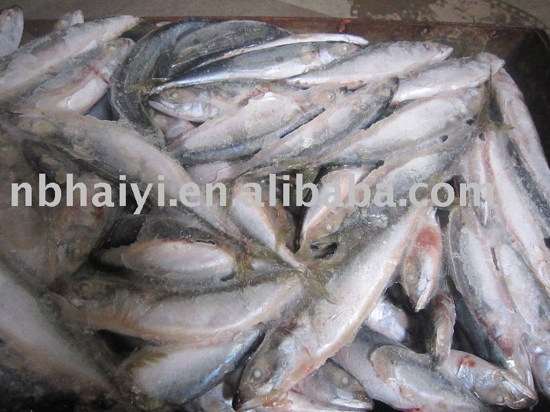 frozen pacific  mackerel  new ctn like
