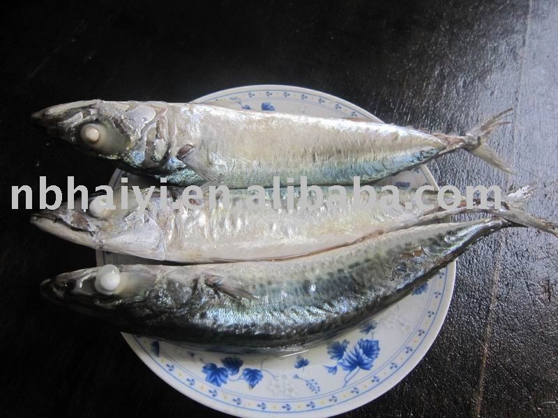 new   frozen mackerel 5-6pieces/kg