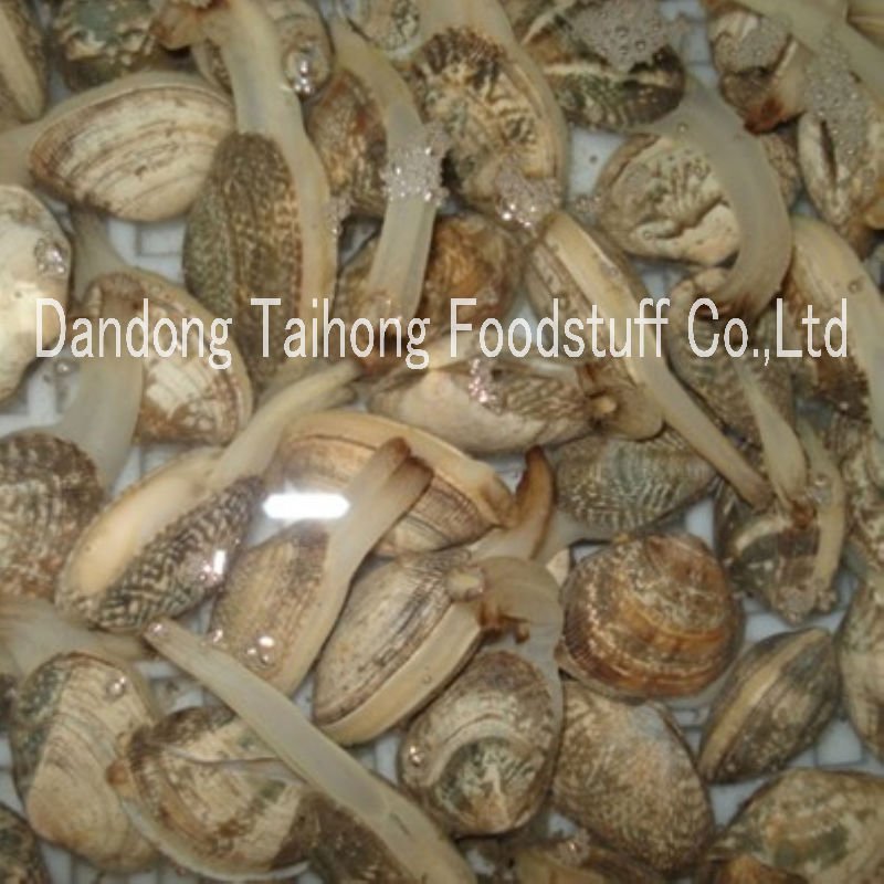 Frozen shelled mollusks