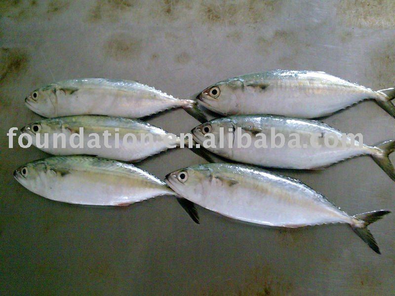 fish(frozen fresh indian mckerel)