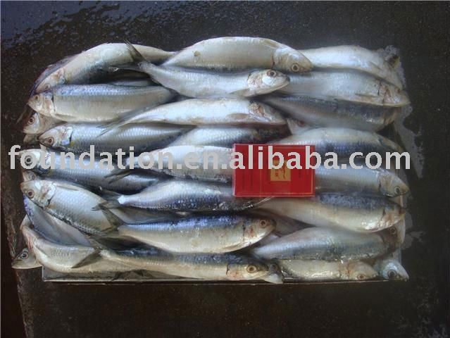  frozen  seafood ( frozen   fresh  sardine)