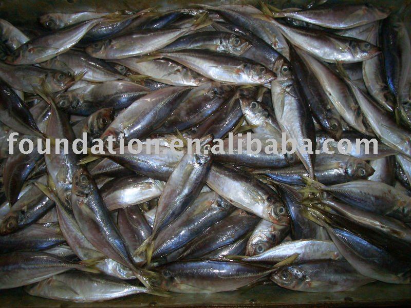 High Nutrition Frozen Fresh Horse Mackerel