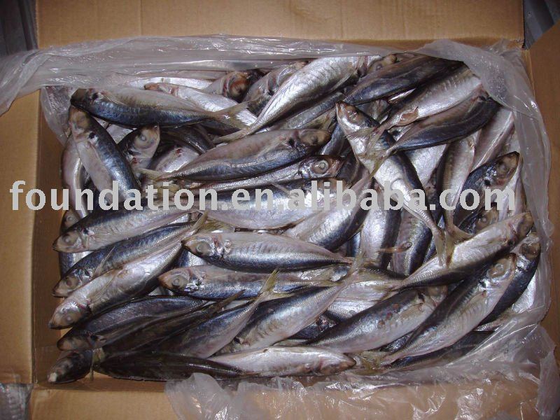  Frozen   Scad   Mackerel 