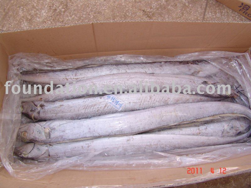  Frozen   fresh  whole  ribbon   fish 