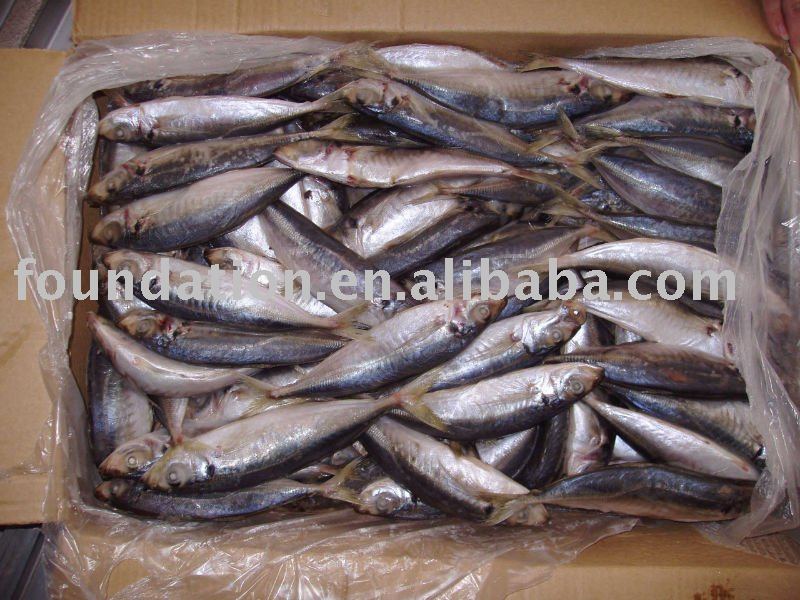  Frozen   scad   fish 