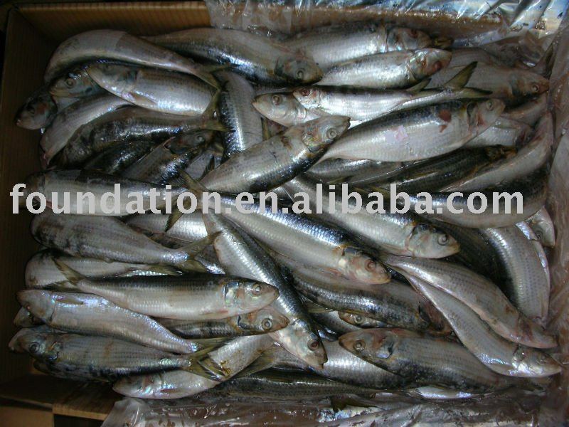 Frozen fish(frozen fresh whole sardine)