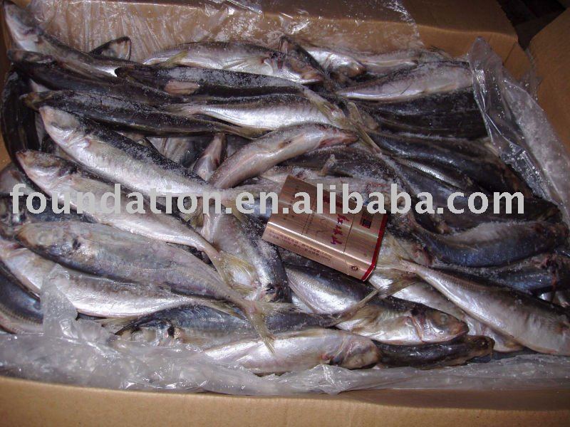 Frozen Whole Round Scad Fish