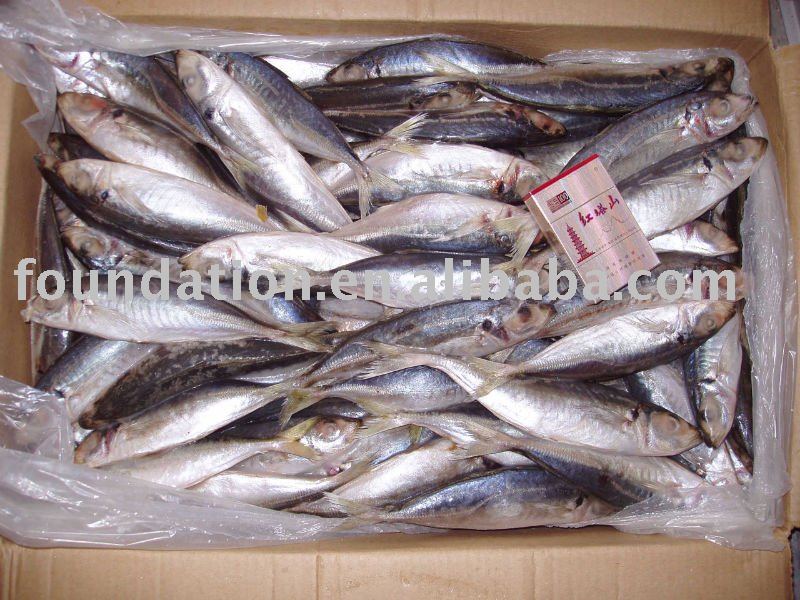 Frozen  seafood( frozen   fresh  whole  round   scad )
