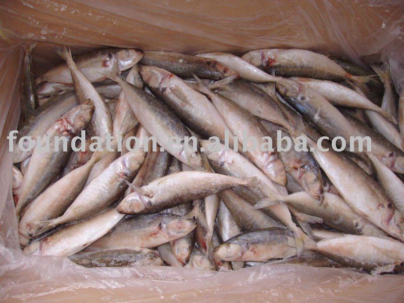 Frozen  Scad   Seafood 