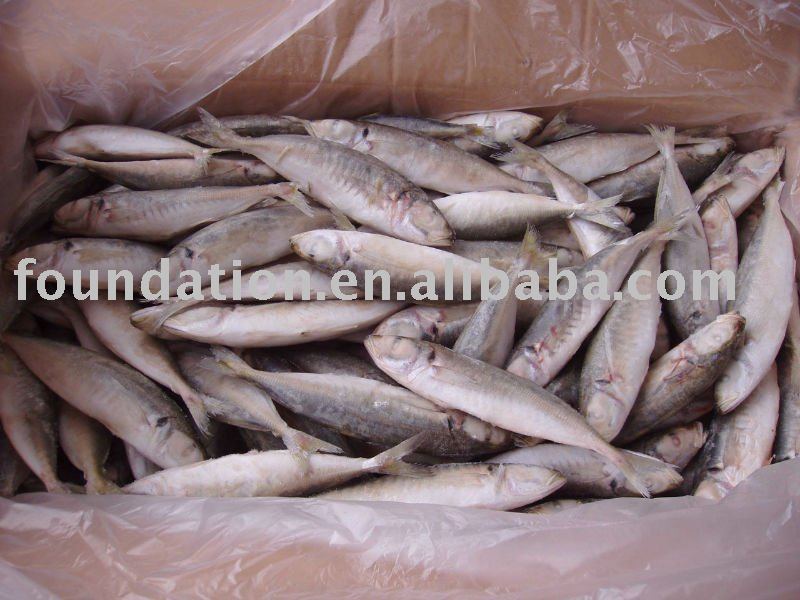 Frozen Round Scad Fish
