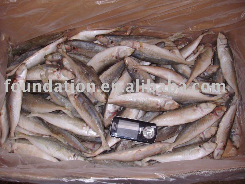 Frozen Round Scad Seafood