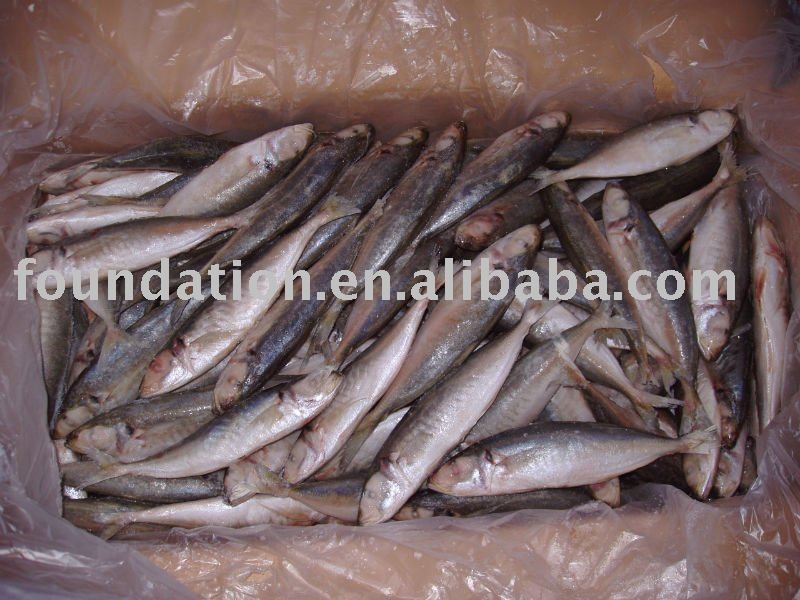 High Quality Round Scad Mackerel