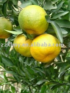 Fresh Mandarin Orange Citrus Fruit
