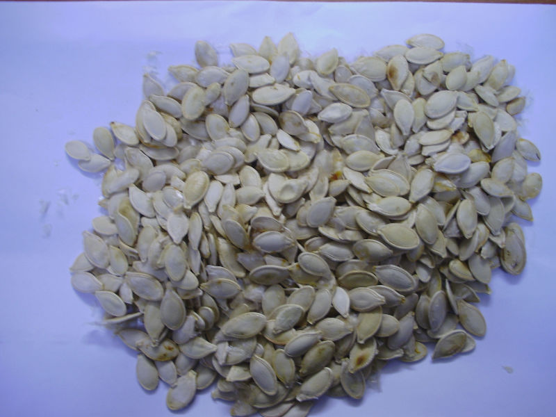 Pumpkin seed