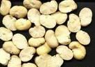Split Broad Beans