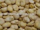 Raw Broad Beans