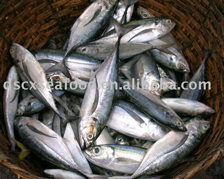 Frozen Hard tail scad