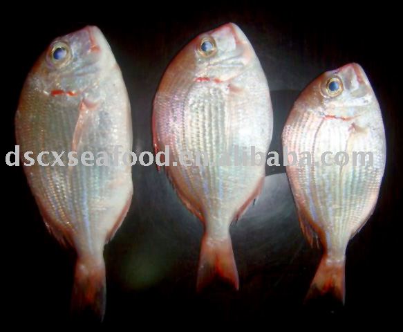 Frozen snapper