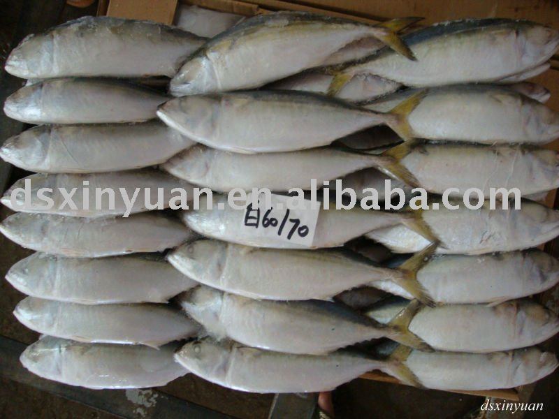 Frozen Indian Mackerel