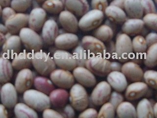 Organic round speckled kidney bean