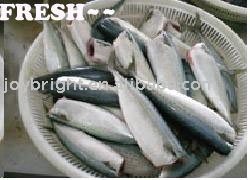 mackerel fillet 70--130g