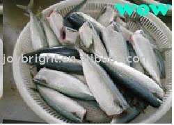 mackerel fillet 70--130g (HG,HGT)