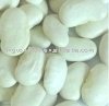 Large white kidney bean