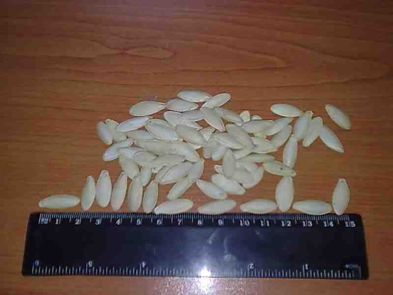 Pumpkin Seed - Lady`s Nail