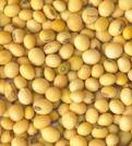 SOYABEAN S  SEEDS 
