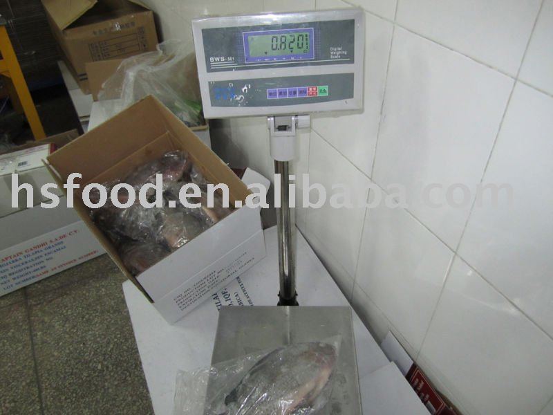 Frozen whole round  tilapia   500 - 800g 