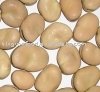 fava bean