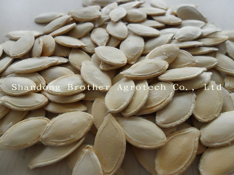 shine skin pumpkin seeds new crop 2010