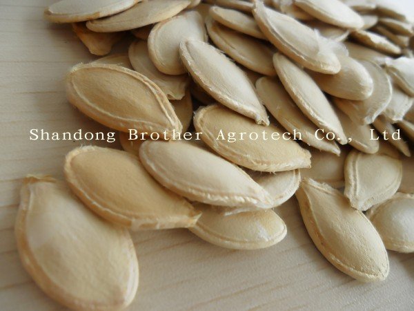 new crop shine skin pumpkin seeds in shell