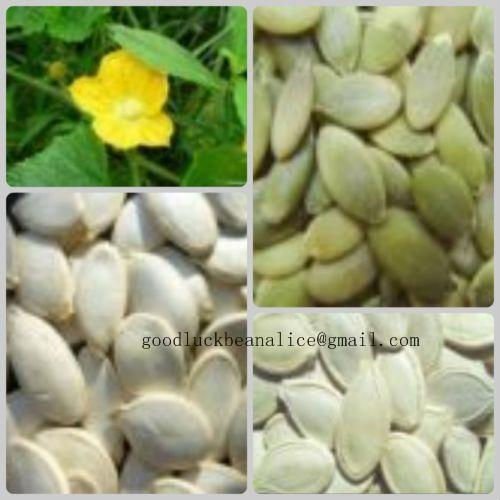2010 Crop  Snow White Pumpkin Seeds raw ,