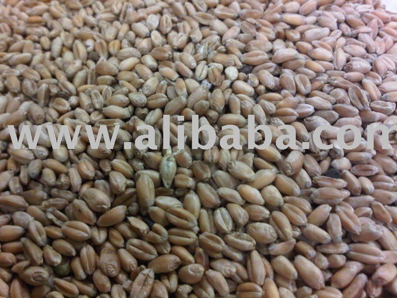 Wheat - Grade 2