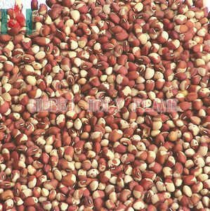 Red cowpea bean