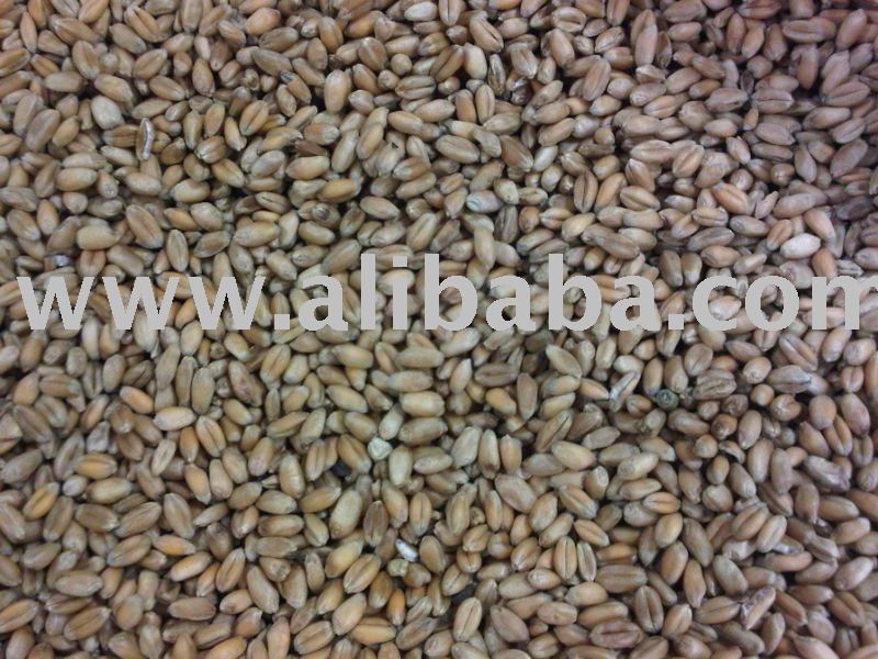 Wheat - Grade 3