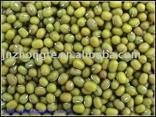 Supply green dried mung bean