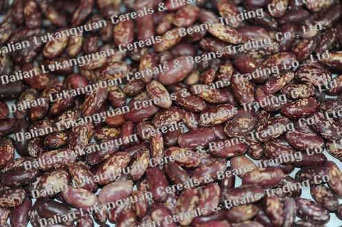 Organic purple kidney kidney beans 2010 crops (pulses)