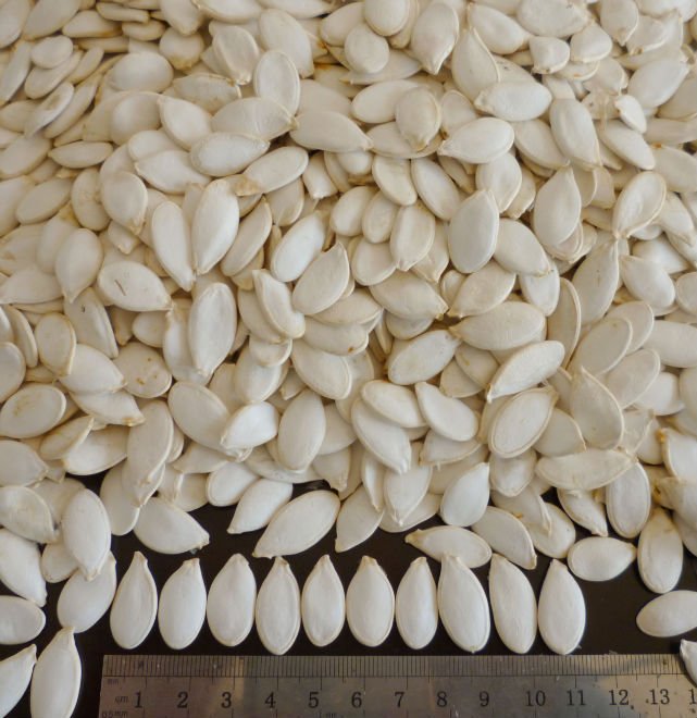 Roasted and  Salted   Pumpkin   Seeds  11cm 13cm