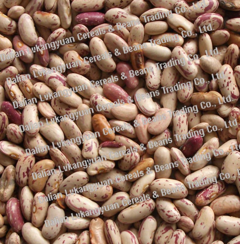 Light speckled kidney beans 2010 crops (Machine selected)
