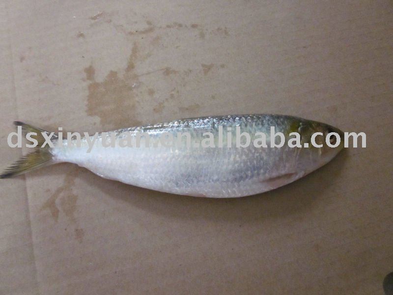 frozen sardinella longiceps