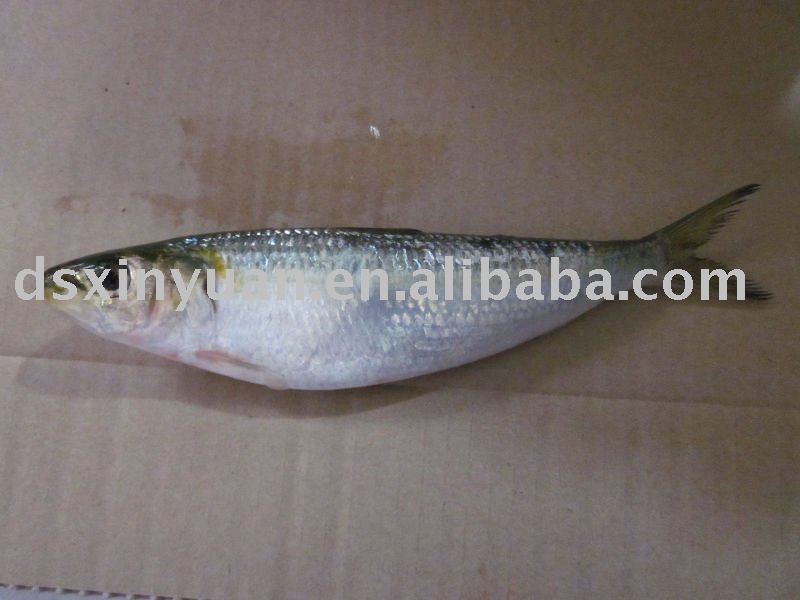 frozen sardine