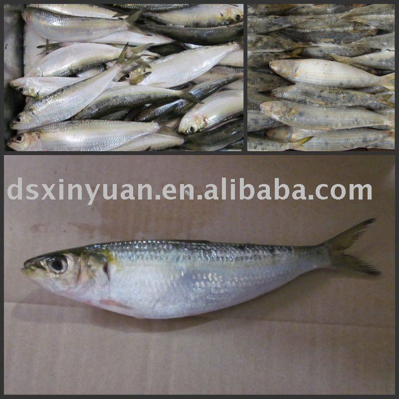 frozen seafood-sardine