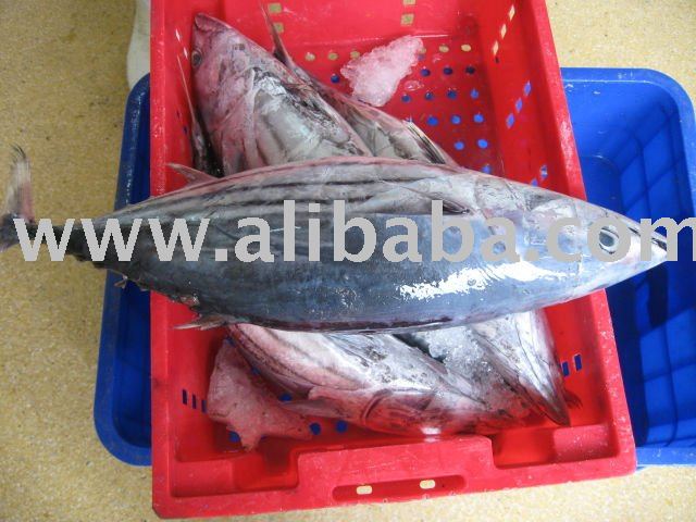 Skipjack Tuna Whole Round