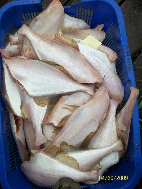  Leather  jacket fish