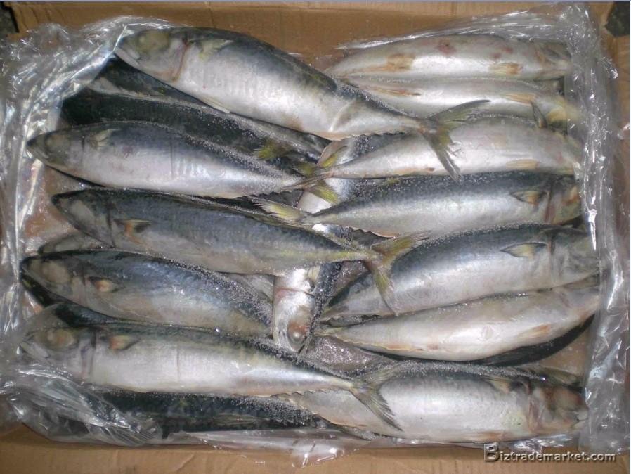 Frozen mackerel W/R