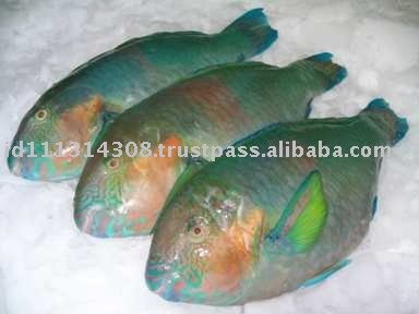 Frozen  Parrot  Fish