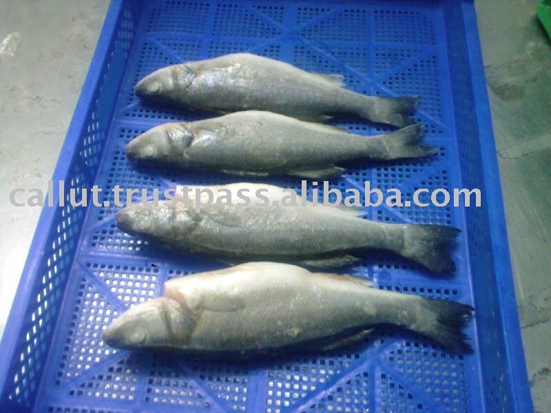 Sea Bass Whole Frozen